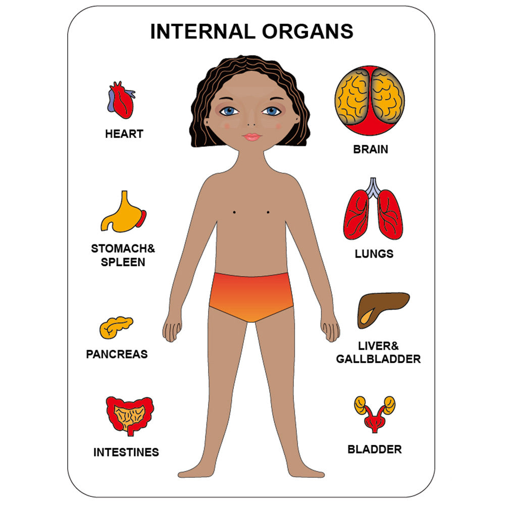 Rompecabezas de madera del cuerpo humano