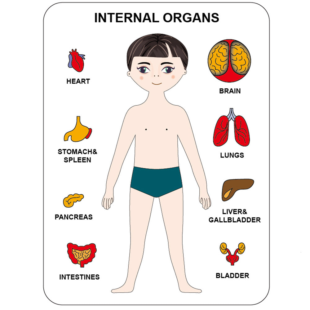 Rompecabezas de madera del cuerpo humano