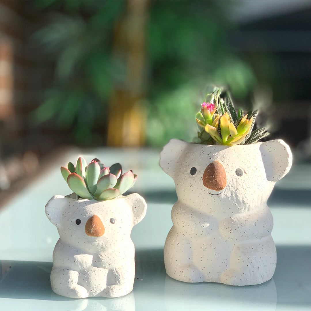 Vaso succulento dell'orso koala