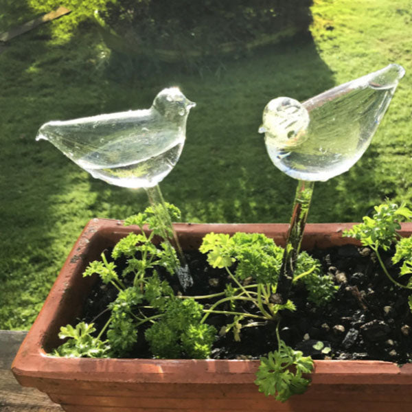 Bombillas de pájaros de vidrio para plantas de autorriego