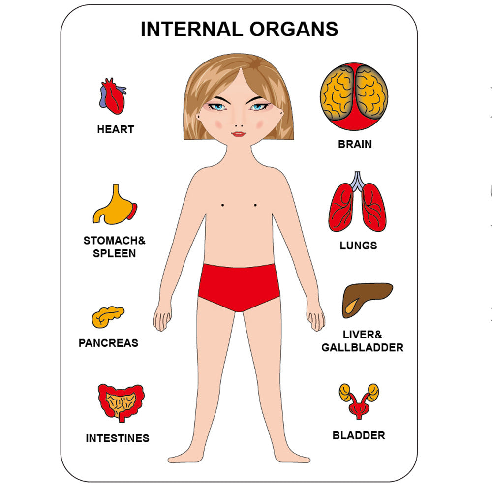Rompecabezas de madera del cuerpo humano