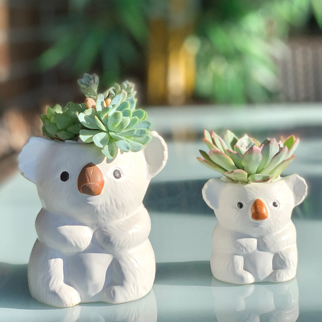 Vaso succulento dell'orso koala