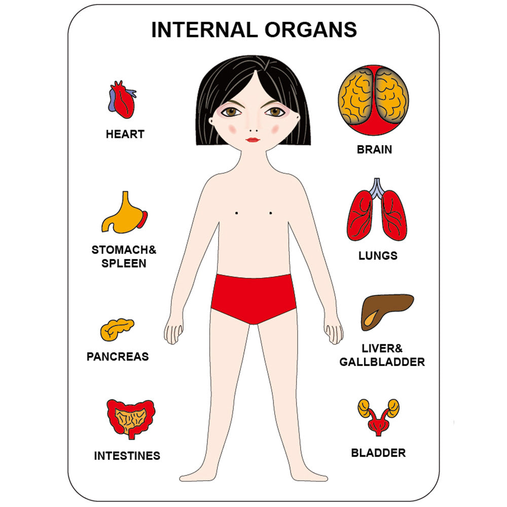 Rompecabezas de madera del cuerpo humano