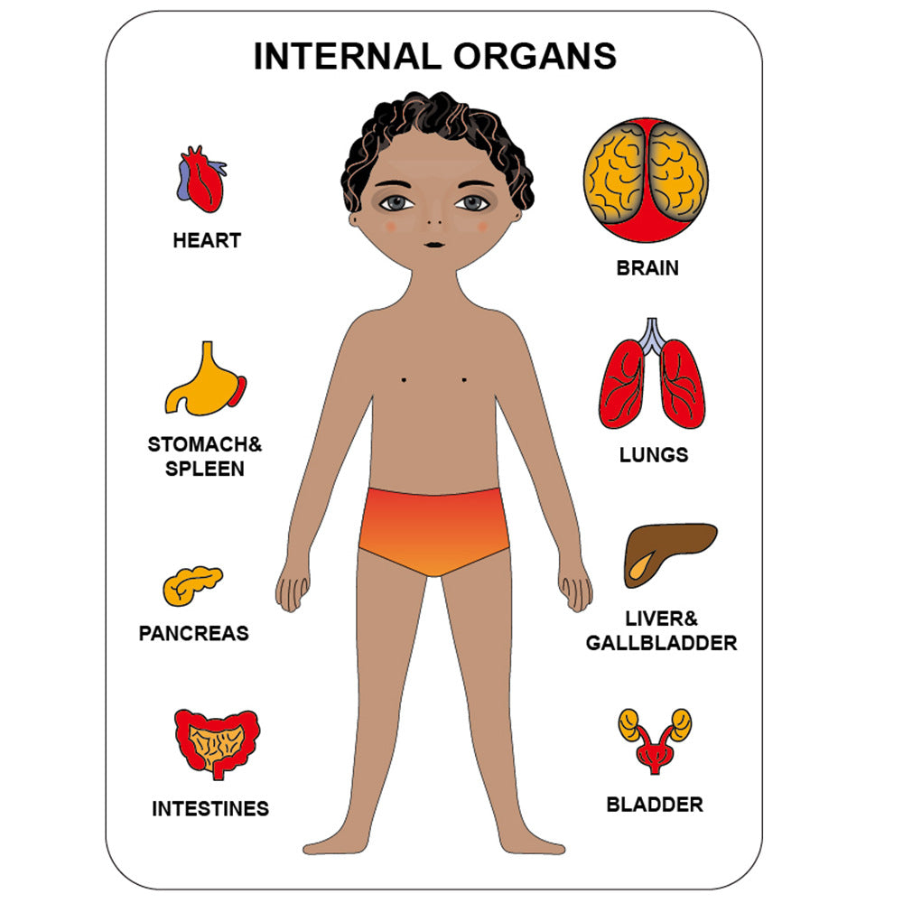 Rompecabezas de madera del cuerpo humano