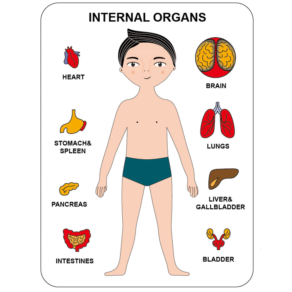 Rompecabezas de madera del cuerpo humano