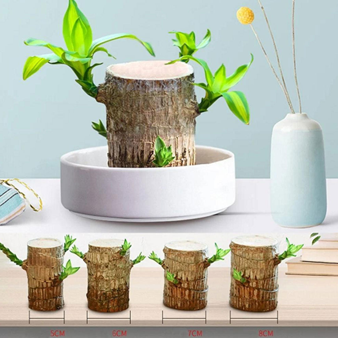 Brazilwood Hydroponic Plants Groot Lucky Wood Potted