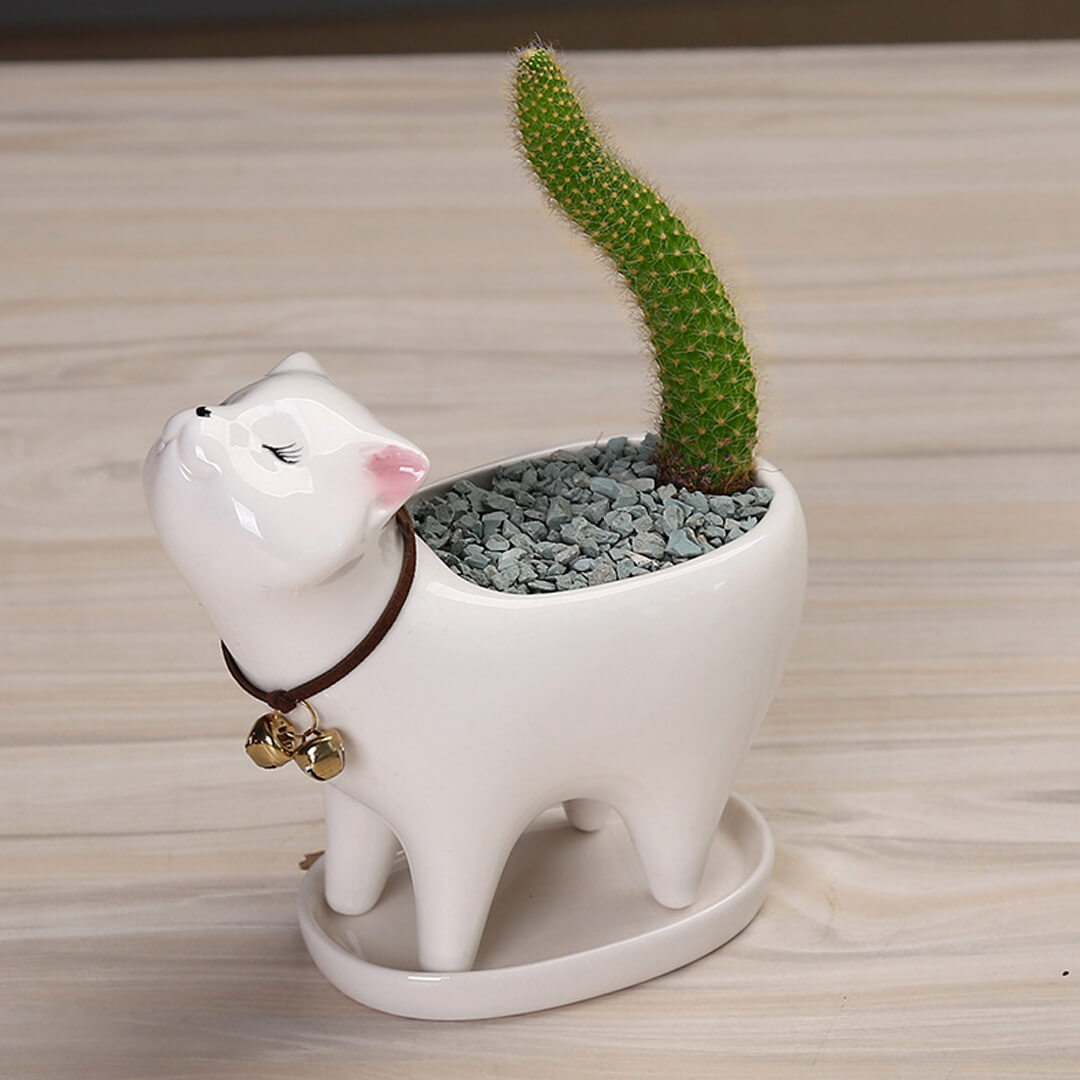 Vaso da fiori in ceramica con cactus a coda di gatto