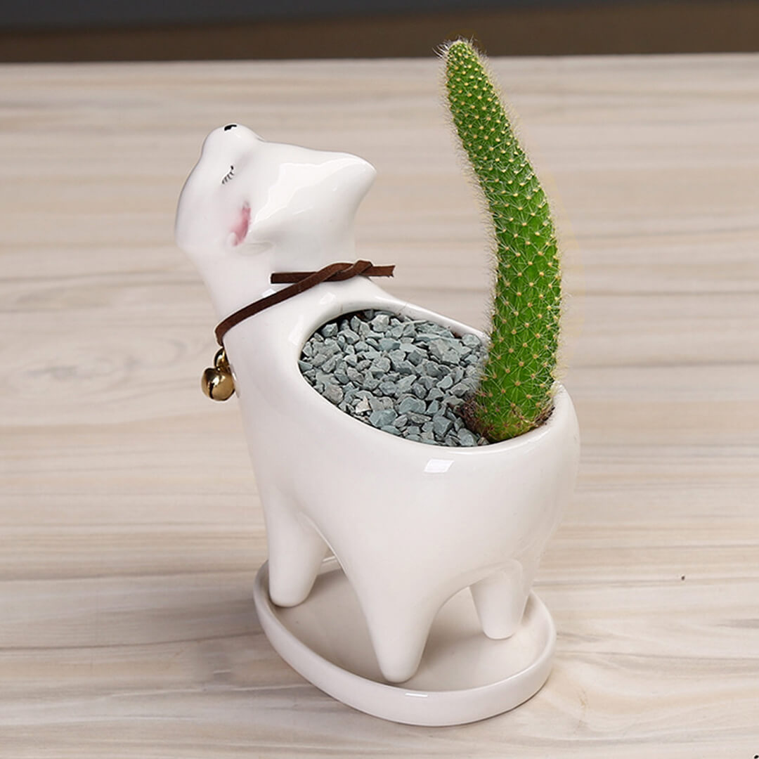 Vaso da fiori in ceramica con cactus a coda di gatto