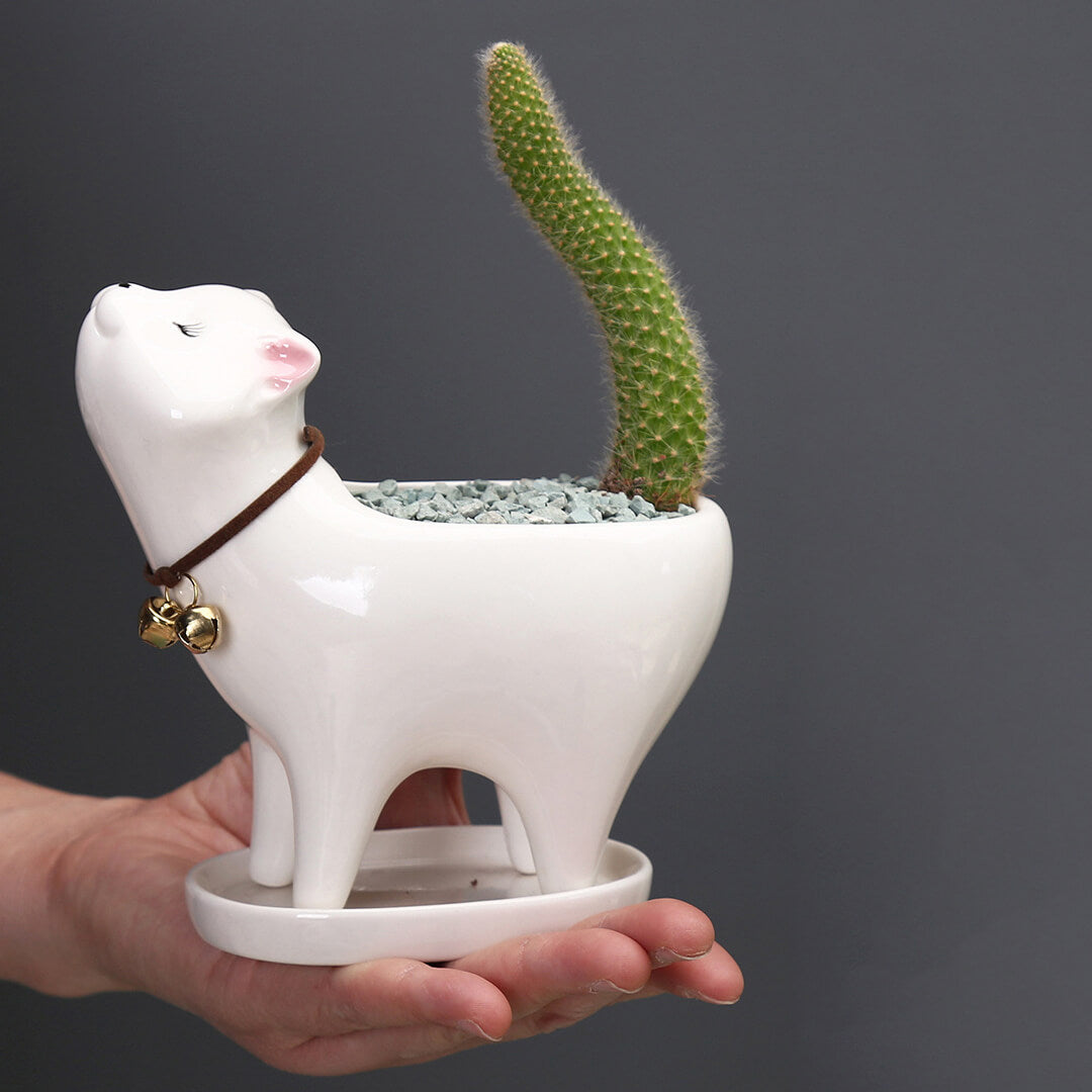 Vaso da fiori in ceramica con cactus a coda di gatto