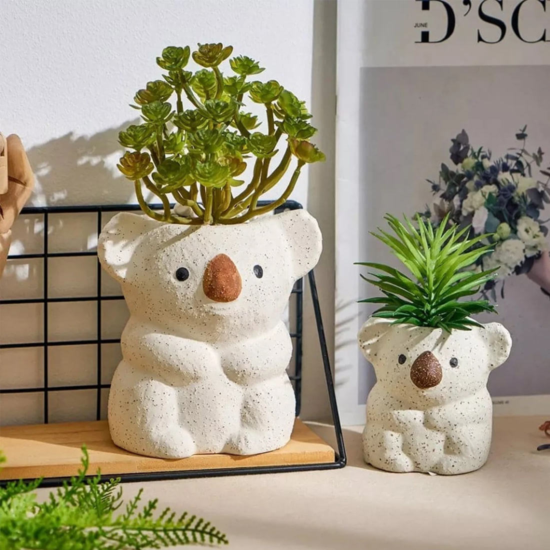 Vaso succulento dell'orso koala