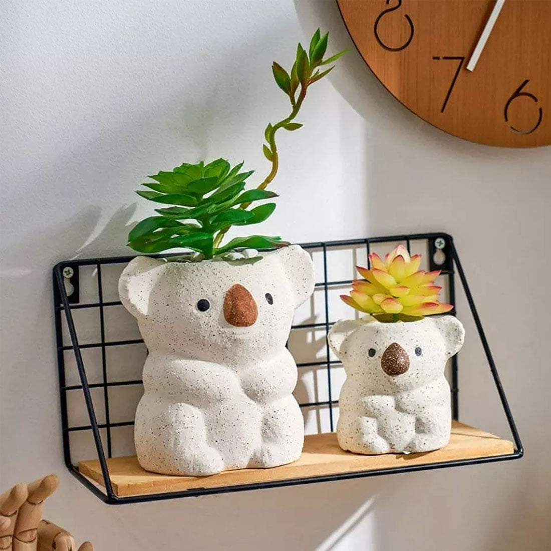 Vaso succulento dell'orso koala