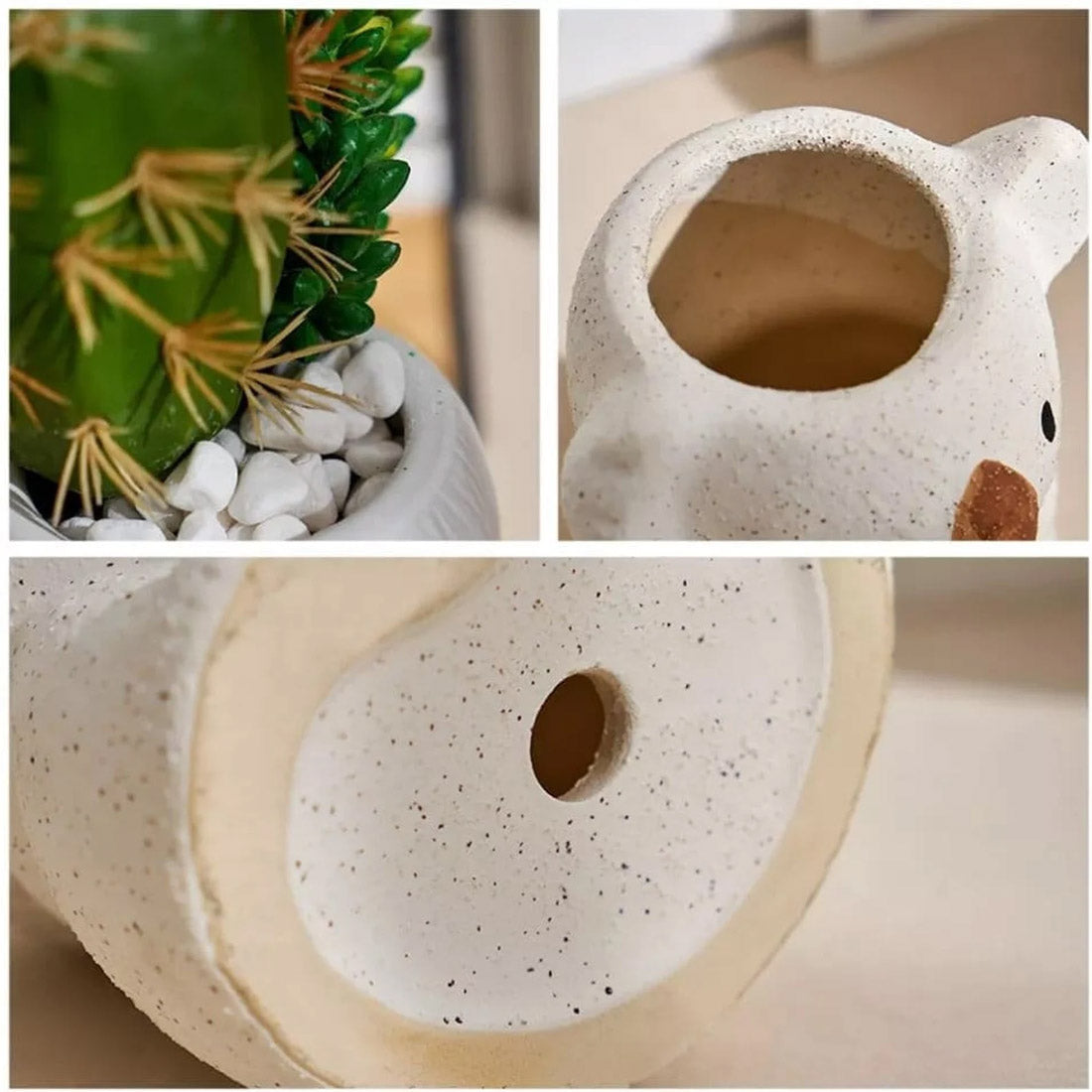 Vaso succulento dell'orso koala