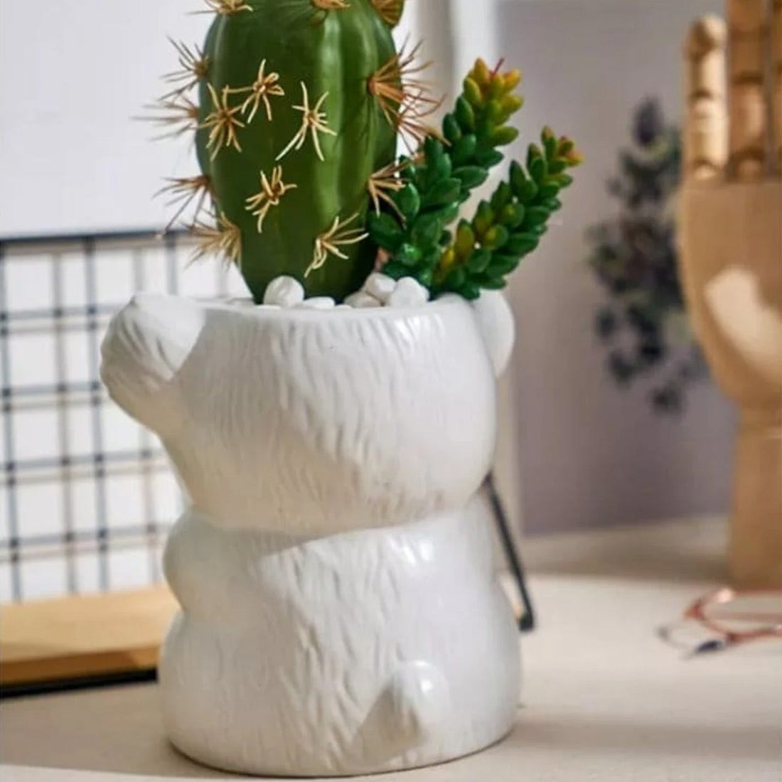 Vaso succulento dell'orso koala