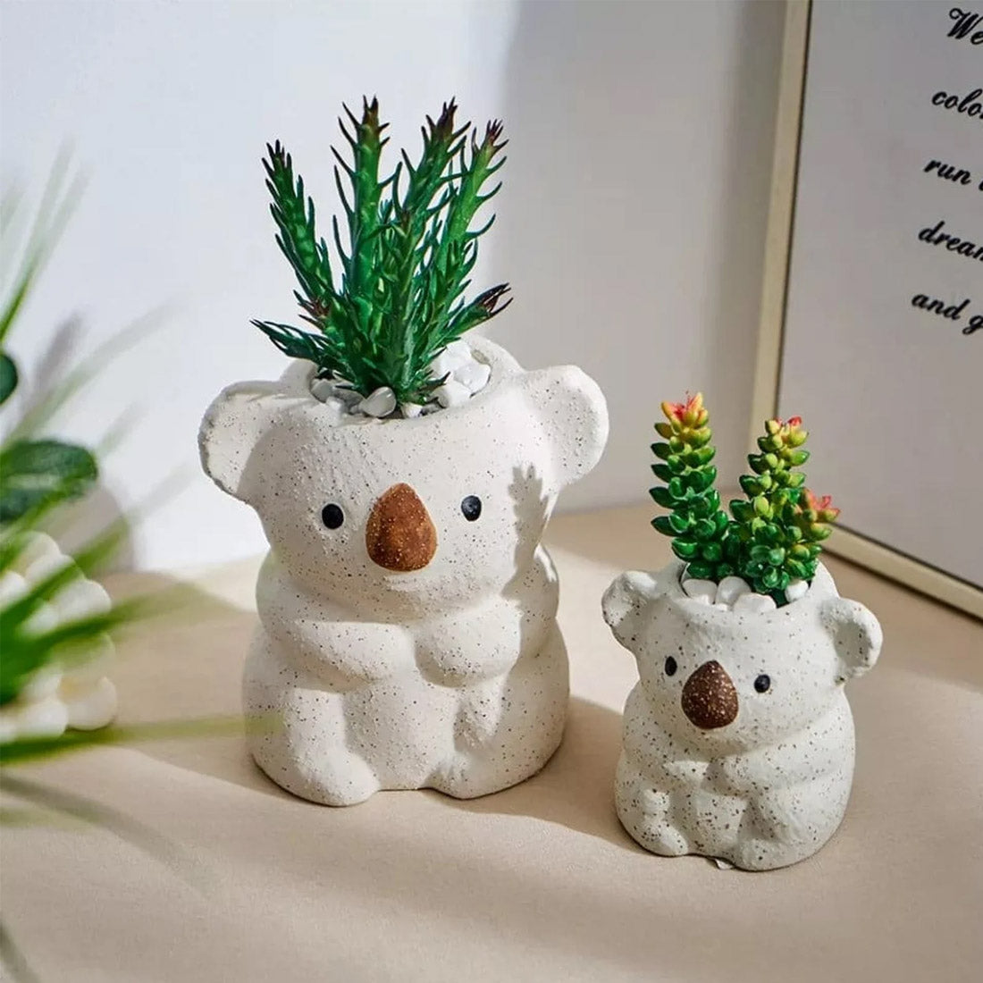 Vaso succulento dell'orso koala