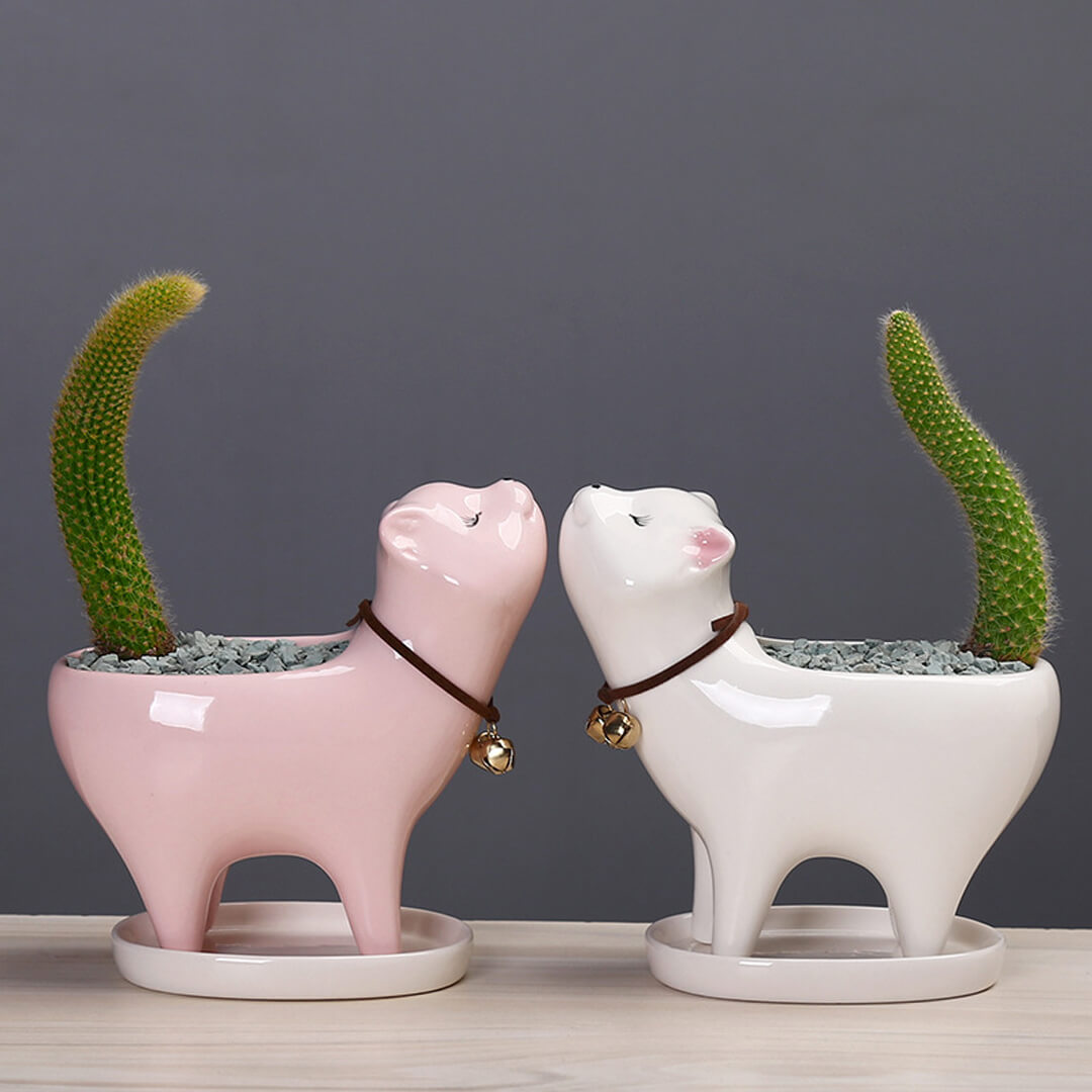 Vaso da fiori in ceramica con cactus a coda di gatto