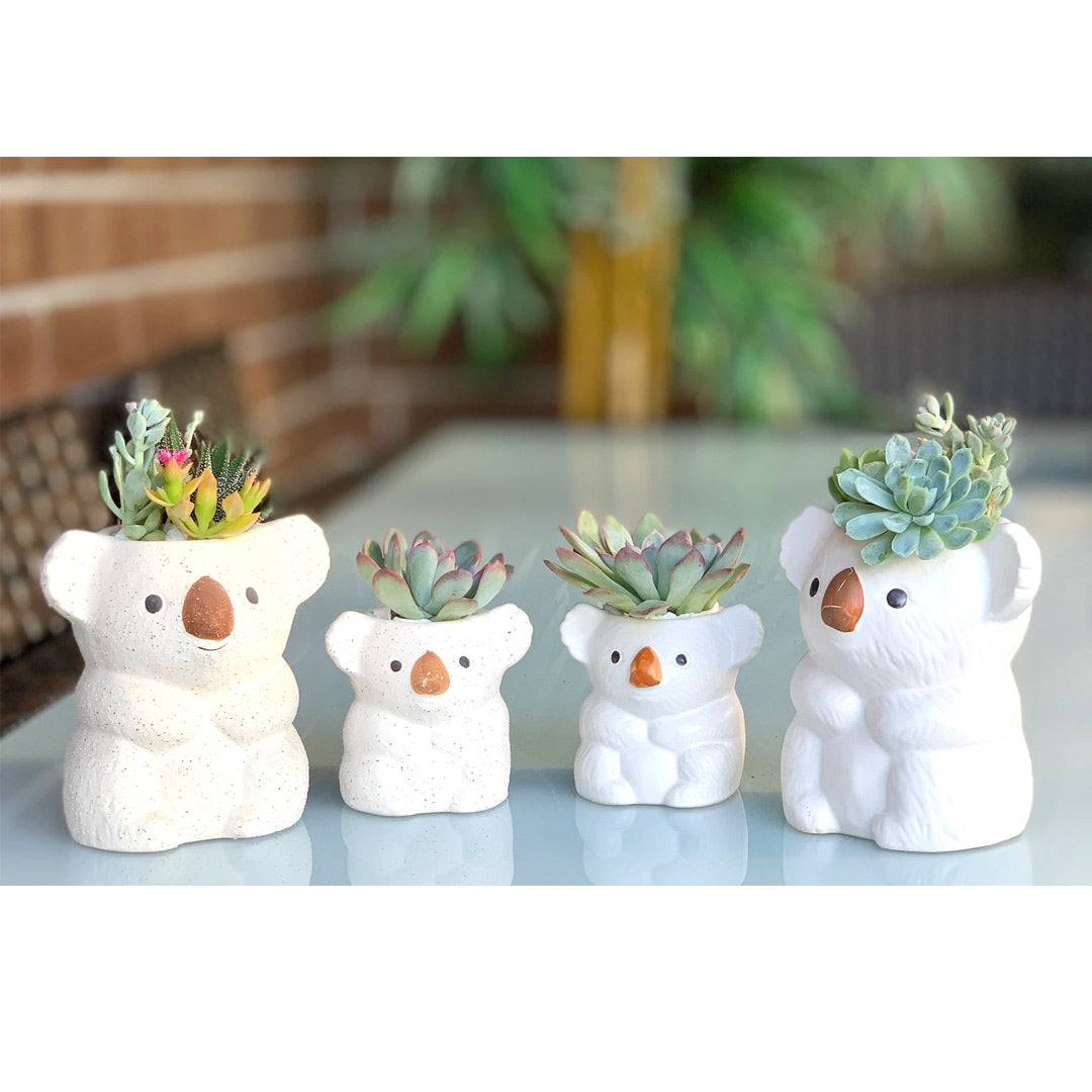 Koala bear Succulent Pot