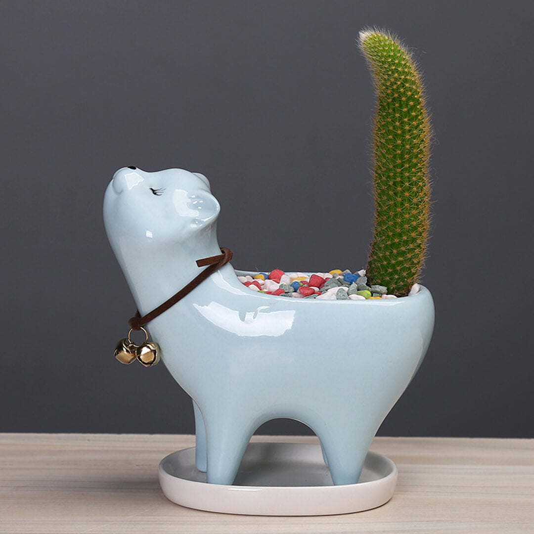 Maceta de cerámica con cactus de cola de gato
