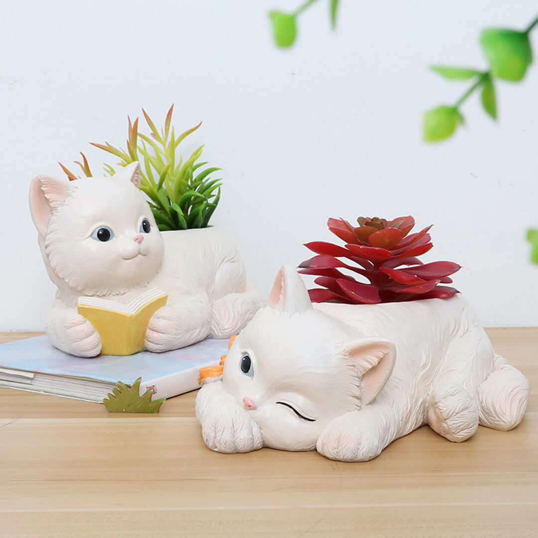 Linda maceta de flores suculentas de gato