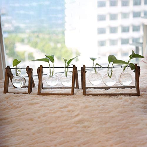 Transparent Glass Bulb Planter