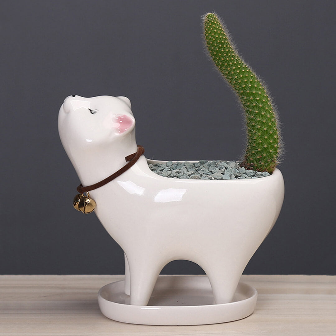 Maceta de cerámica con cactus de cola de gato