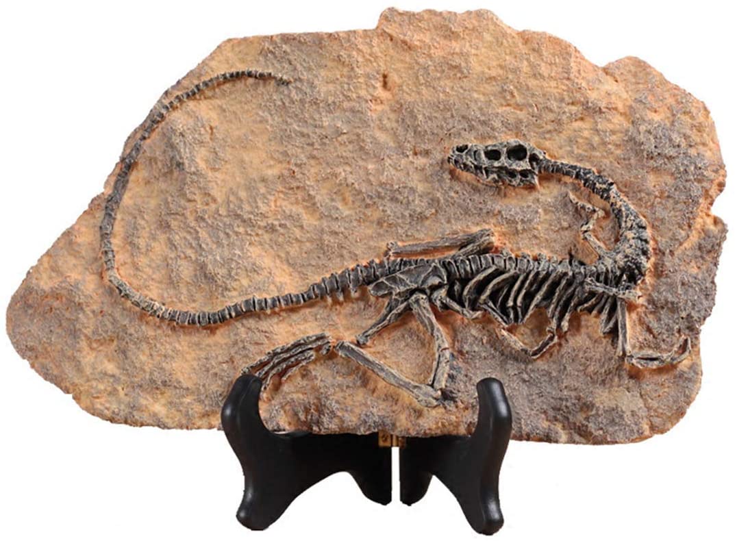 Estatua fósil de dinosaurio de resina