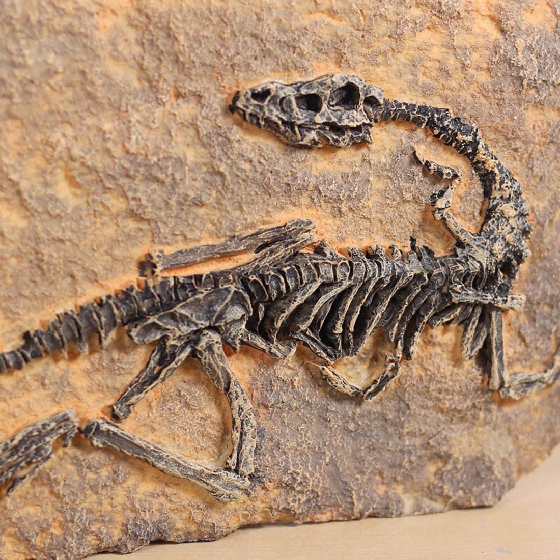 Statua fossile di dinosauro in resina